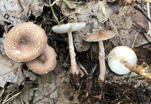 Bedla klamavá - Lepiota pseudolilacea Huijsman 1947