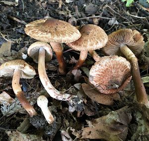 Vláknice Bongardova - Inocybe bongardii (Weinm.) Quél. 1872