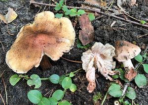 Vláknice jurská - Inocybe adaequata (Britzelm.) Sacc.