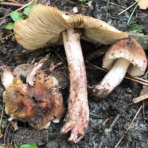 Vláknice jurská - Inocybe adaequata (Britzelm.) Sacc.