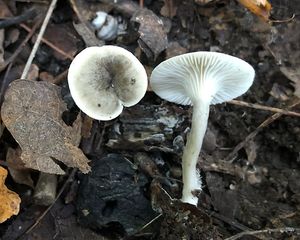 Strmělka brvitá - Clitocybe trulliformis (Fr.) P.Karst.