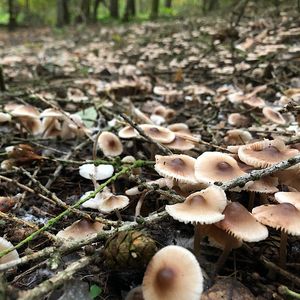 Helmovka zefírová - Mycena zephirus (Fr.) P. Kumm. 1871