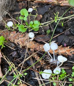 Helmovka smetanová - Hemimycena lactea (Pers.) Singer