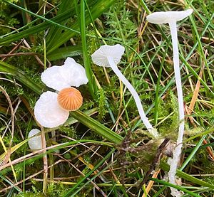 Helmovka smetanová - Hemimycena lactea (Pers.) Singer