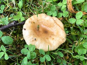 Holubinka hřebenitá - Russula pectinata (Bull.)Singer