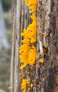 Krásnorůžek vidlený - Calocera furcata (Fr.) Fr. 1827