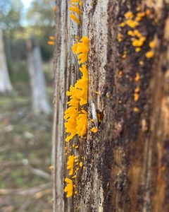 Krásnorůžek vidlený - Calocera furcata (Fr.) Fr. 1827