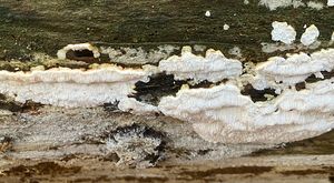 Outkovečka cizopasná - Antrodiella parasitica Vampola