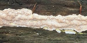 Outkovečka cizopasná - Antrodiella parasitica Vampola
