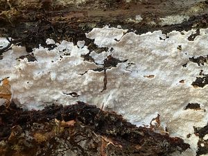 Outkovečka cizopasná - Antrodiella parasitica Vampola