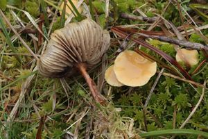 Šupinovka ověšená - Pholiota conissans (Fr.) M.M. Moser