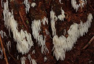 Ostenatka Bresadolova - Mucronella bresadolae (Quél.) Corner 1970