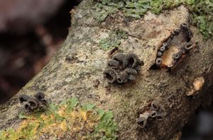 Hlívička unguicullaris - Hohenbuehelia unguicularis (Fr.) O.K. Mill. 1986