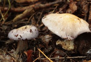 Pavučinec Maireův - Cortinarius mairei (M. M. Moser) M. M. Moser 1953