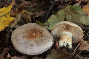 Pavučinec hnědofialový - Cortinarius baltaetocumatilis