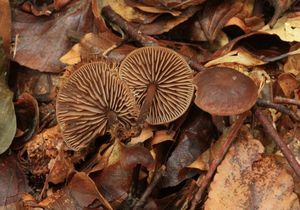 Penízovka Konradova - Gymnopus fagiphilus (Velen.) Antonín, Halling et Noordel.