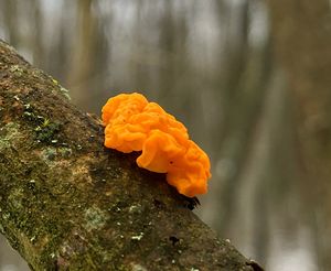 Rosolovka mozkovitá - Tremella mesenterica Retz. 1769