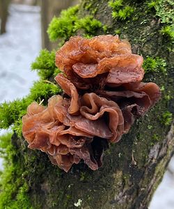 Rosolovka listovitá - Tremella foliacea Pers. 1800