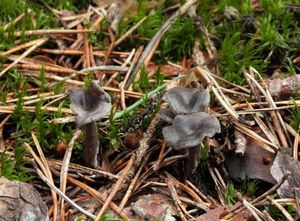 Rudoušek reliéfový - Rhodocybe caelata (Fr.) Maire