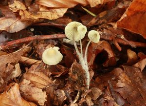 Helmovka nažloutlá - Mycena flavescens Velen.