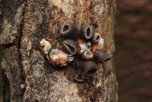 Hlívička unguicullaris - Hohenbuehelia unguicularis (Fr.) O.K. Mill. 1986