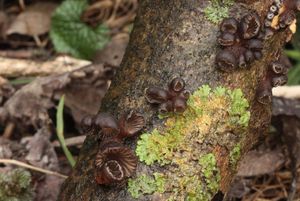 Hlívička unguicullaris - Hohenbuehelia unguicularis (Fr.) O.K. Mill. 1986