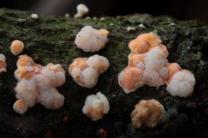 Rosolovka parazitická - Tremella simplex