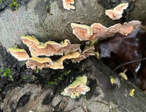 Ostnateček Bourdotův - Steccherinum Bourdotii Saliba & A. David 1988