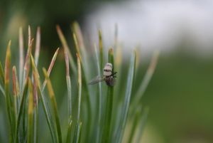 Hmyzomorka muší - Entomophtora muscae ( Cohn ) Frasen.