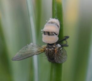 Hmyzomorka muší - Entomophtora muscae ( Cohn ) Frasen.