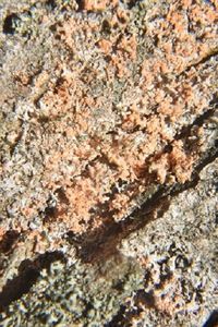 Erythricium - Erythricium aurantiacum