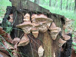 Síťkovec dubový - Daedalea quercina  (L.) Pers. 1801