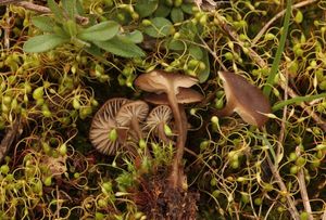 Penízovka uhelná - Tephrocybe anthracophila