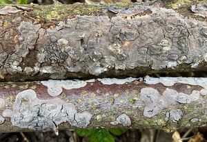 Kornatka lipová - Peniophora rufomarginata (Pers.) Bourdot & Galzin