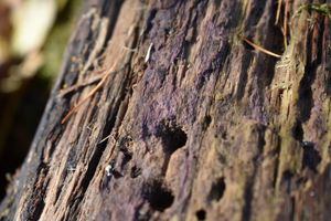 Tulasneovka fialová - Tulasnella pallida Bres. 1903