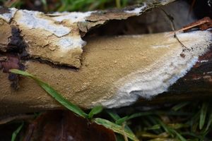 Popraška tenká - Coniophora arida (Fr.) P. Karst.