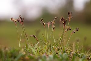 Bika ladní (Luzula campestris)