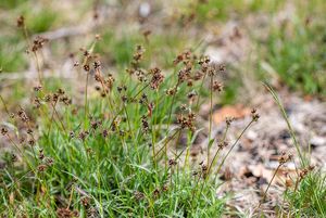 Bika ladní (Luzula campestris)