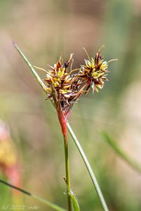 Bika ladní (Luzula campestris)