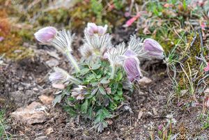 Koniklec jarní (Pulsatilla vernalis)