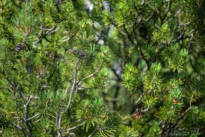 Borovice kleč (Pinus mugo)