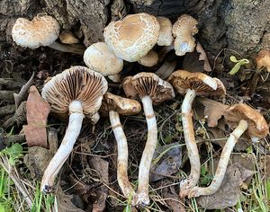 Polnička topolová - Cyclocybe cylindracea (DC.) Vizzini & Angelini