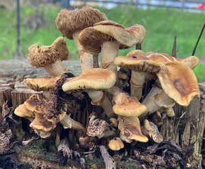 Polnička topolová - Cyclocybe cylindracea (DC.) Vizzini & Angelini