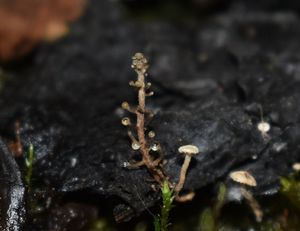 Penízovka větvená - Dendrocollybia racemosa ( Pers.)  R.H. Petersen a Redlead