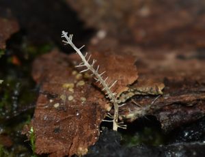 Penízovka větvená - Dendrocollybia racemosa ( Pers.)  R.H. Petersen a Redlead