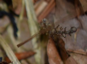 Penízovka větvená - Dendrocollybia racemosa ( Pers.)  R.H. Petersen a Redlead