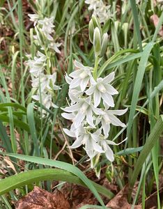 Snědek nicí (Ornithogalum nutans L.)