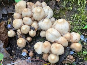 Křehutka Candolleova - Psathyrella candolleana