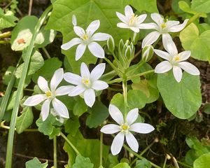 Snědek chocholičnatý (Ornithogalum umbellatum L.)