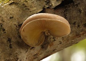 Hlíva čepičkatá - Pleurotus calyptratus (Lindblad ex Fr.) Sacc. 1887